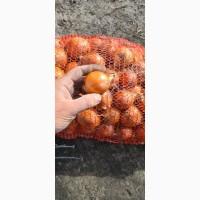 Продам лук товарний від 20 тон