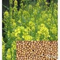 Продам белую и желтую горчицу семена