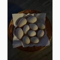 Голубой Фаворит маточные утки поштучно или все сразу
