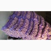 Продам насиневу картошку Белароссу