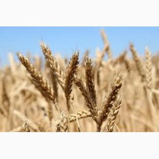 Selling wheat for export. Продам пшеницу на экспорт