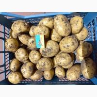 Продам картофель товарный Ривьера