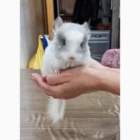 Продам шиншила хлопчик білий мозайка
