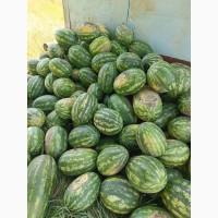 Кавун мілкий, також кавун на переробку