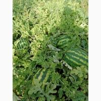 Продам кавун