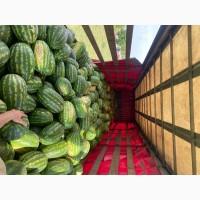 Продам кавун (карістан, арашан, фарао)