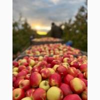 Продам яблука