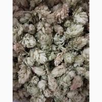 Продам шишки хмелю, 300грн. за кг