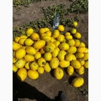 Продажа дыни с поля сорт Ругасо