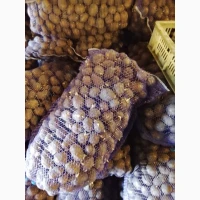 Продам картоплю посадкову