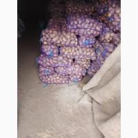 Продам картоплю товарну і посадкову