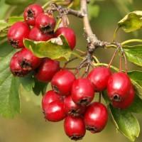 Купуємо Глід