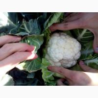 Продам цветную капусту