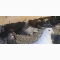 Миколоївські та курсаки