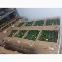 Куплю Огірок свіжий Оптом