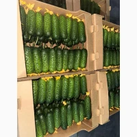 Куплю Огірок свіжий Оптом