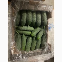 Куплю Огірок свіжий Оптом
