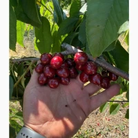 Продам черешню