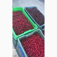 Продам вишню охолоджену/заморожену