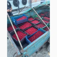 Продам вишню охолоджену/заморожену