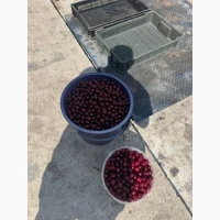 Продам вишню охолоджену/заморожену