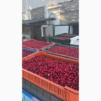 Продам вишню охолоджену/заморожену