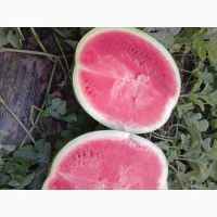 Продам кавун ПРОДУСЄР спілий та солодкий