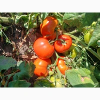 Продам томати