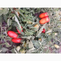 Продам томати