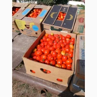 Продам томати