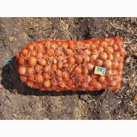 Цибуля опт арпаш
