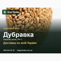 Насіння пшениці Дубравка (яра пшениця) - еліта, РН-1