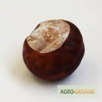 Куплю каштан плоди. Куплю плоди каштана кінського