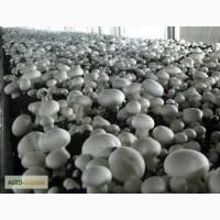 Купим грибы свежие и консервированные
