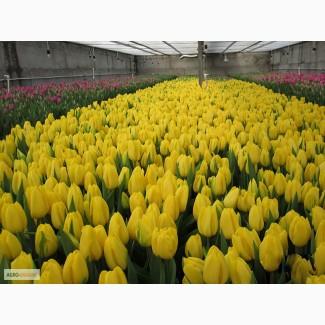Тюльпаны оптом