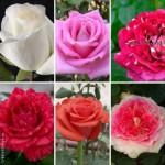 Найкращі саджанці троянд: різноманіття сортів та висока якість за доступними цінами