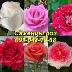 Найкращі саджанці троянд: різноманіття сортів та висока якість за доступними цінами