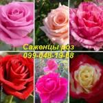 Найкращі саджанці троянд: різноманіття сортів та висока якість за доступними цінами