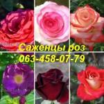 Найкращі саджанці троянд: різноманіття сортів та висока якість за доступними цінами