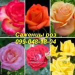 Найкращі саджанці троянд: різноманіття сортів та висока якість за доступними цінами