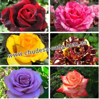 Найкращі саджанці троянд: різноманіття сортів та висока якість за доступними цінами