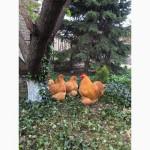Продам инкубационное яйцо орпингтона палевого