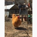 Продам инкубационное яйцо орпингтона палевого