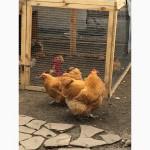 Продам инкубационное яйцо орпингтона палевого