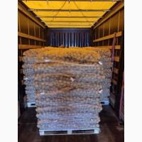 Продам товарну картоплю сорта Пікассо та Мелоді з 20 тонн