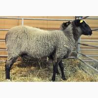 Романівські Вівці