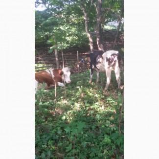 Терміново продам теличок