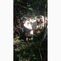 Терміново продам теличок