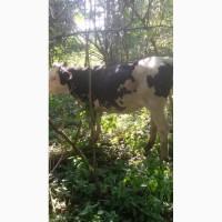 Терміново продам теличок