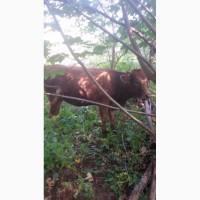 Терміново продам теличок